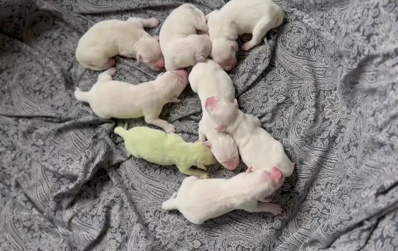 „Shamrock”. O cățelușă Golden Retriever cu blana verde s-a născut în Florida. De ce are această culoare | VIDEO