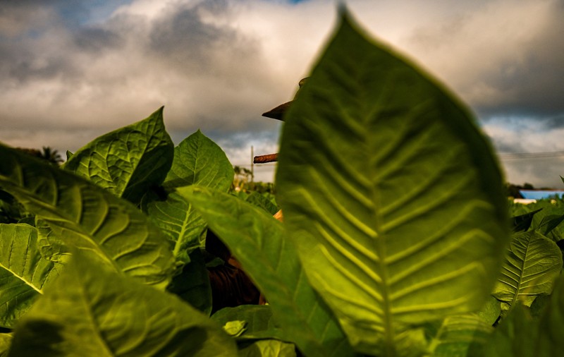 O parfumieră din Cuba folosește un ingredient-surpriză pentru crearea unei esențe unice: „Îi dă o notă și un miros speciale, echilibrate"