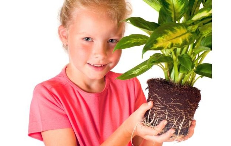 Şocant: Top 4 plante din casa ta care te pot ucide
