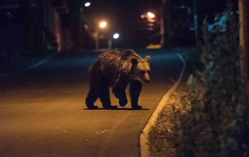 Urs văzut luni seara la marginea orașului Mitercurea-Ciuc. Ajunsese pe o pârtie de schi