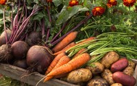 Ladă cu legume proaspăt culese, cartofi,morcovi, sfeclă