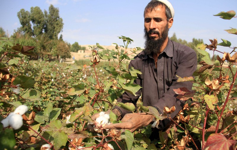 Producția de opium a Afganistanului a depășit recordul de anul trecut 