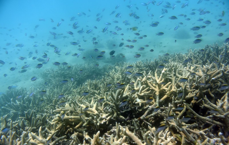 Încălzirea globală provoacă o nouă albire în masă a Marelui Recif de Corali, fiind afectate 91% din recifele cercetate