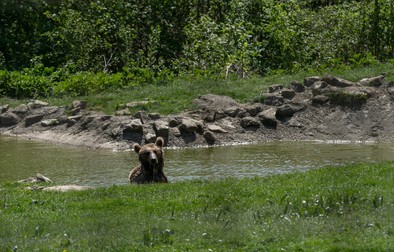 Grisha s-a răcorit în piscina din țarcul pe care îl împarte cu Masha