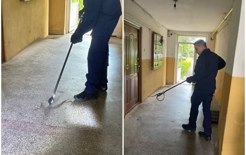 Un șarpe de aproape un metru, găsit în scara unui bloc din Târgu Jiu. VIDEO