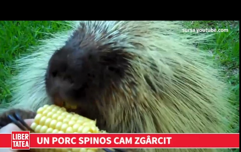 Un porc spinos nu vrea să-și împartă cu nimeni mâncarea | VIDEO