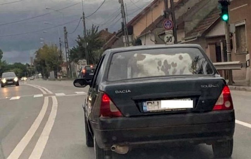 Un vițel și cinci persoane, înghesuite într-o Dacie. Imagine incredibilă surprinsă pe un drum din Bihor