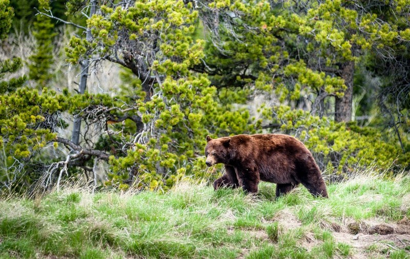 Două persoane au murit în urma unui atac al unui urs grizzly într-un parc național din Canada
