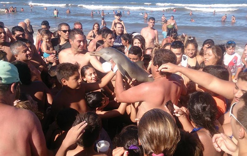 Un pui de delfin A MURIT pentru ca zeci de oameni să facă un selfie