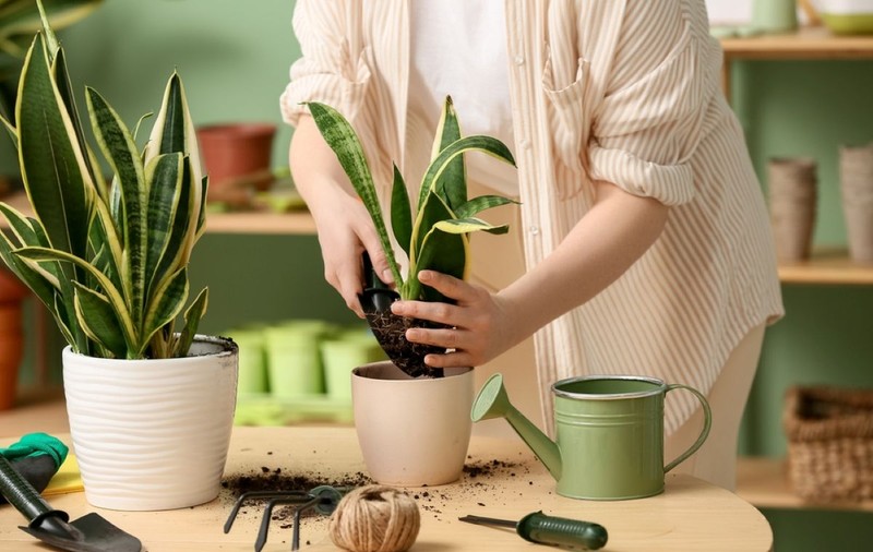 Sansevieria - planta șarpe - plantare, îngrijire, simbolistică și origine