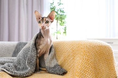 Pisica Sphynx