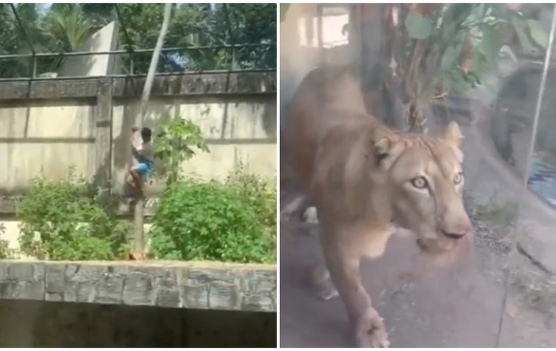 Un tânăr de 19 ani a fost mâncat de o leoaică după ce a intrat în țarcul ei, la o grădină zoo din Brazilia: „Visa să devină dresor” | VIDEO