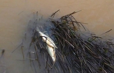 peste mort raul lapus