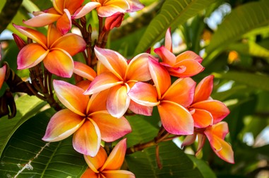 Plumeria portocalie