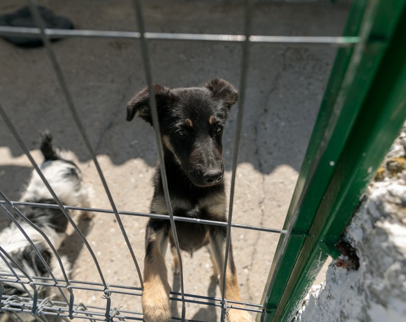 „Îi oferi o viață, iar când crește, îl arunci pe stradă. Ăsta este egoism”. Patru studenți din Turcia au grijă de câinii abandonați din București