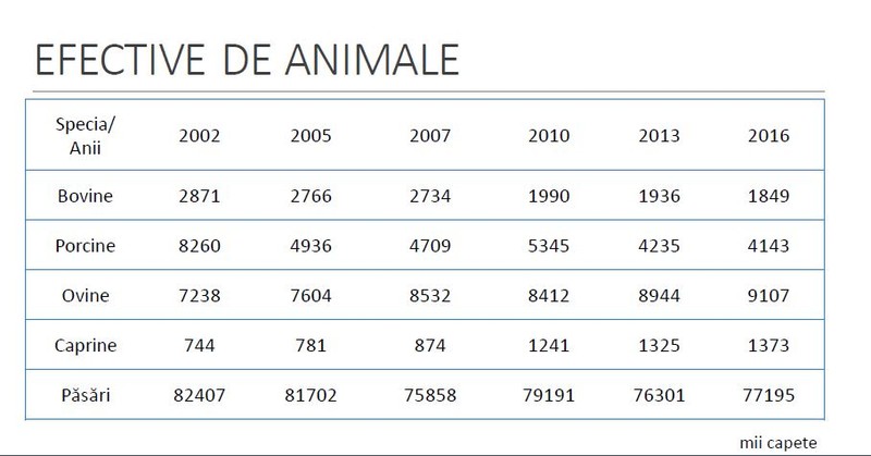 Numărul de oi a crescut, după cum arată datele INS. Sursă foto: INS-Ancheta Structurală în Agricultură 2016