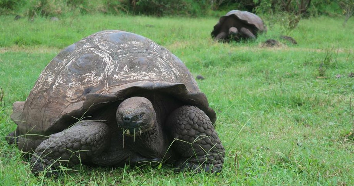 Broasca țestoasă Schurli de la Zoo Viena a murit la 130 de ani. „Numeroși vizitatori îl ştiau dintotdeauna”