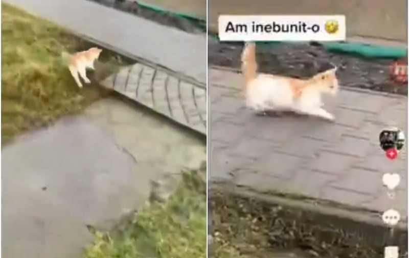 Un bărbat din Mureș a lovit o pisică atât de puternic, încât animalul și-a pierdut direcția. Poliția a deschis o anchetă