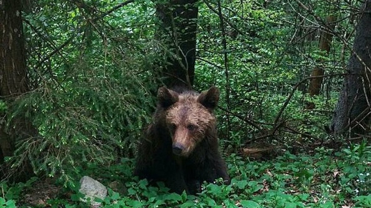 Ursul Şoni de la Lacul Sf. Ana, care a rănit o turistă, va fi dus la Zărneşti
