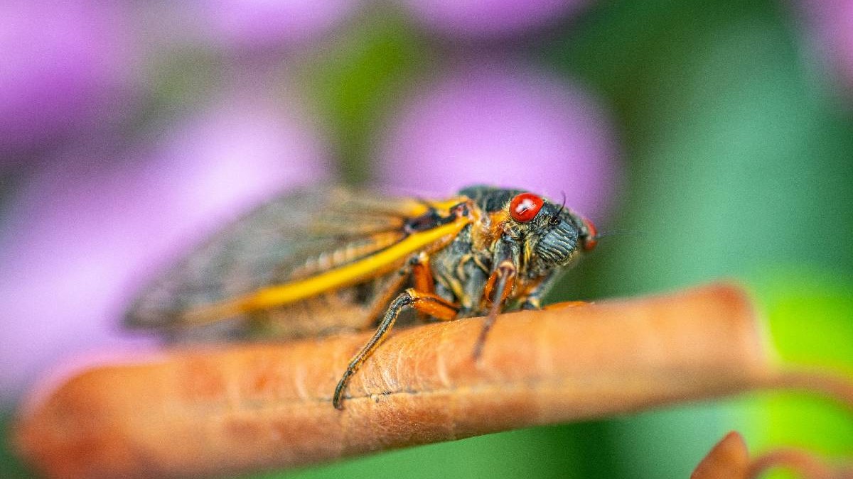 În imagine e o cicadă, insecta care țârâie puternic în zilele de vară, stând pe o creangă de copac