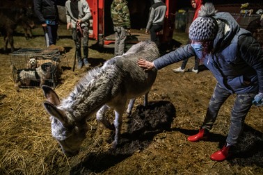 Daniela face cunoştinţă cu măgăriţa Enea