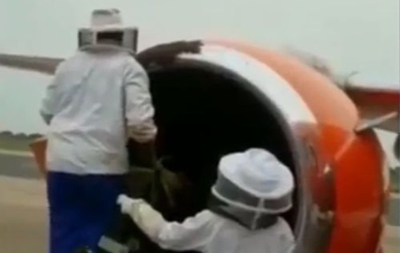 VIDEO | 20.000 de albine s-au așezat pe motorul unui avion. Ce pagube au provocat