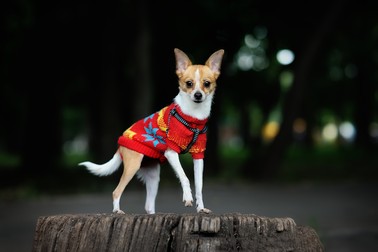 Cum arată câinii Chihuahua