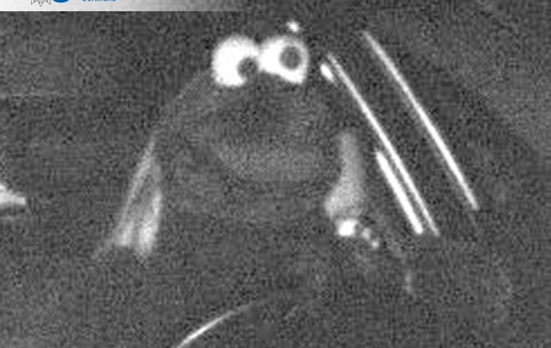 Un șofer care a depășit viteza legală, deghizat într-un personaj din Muppets, în Germania: „Cookie Monster, nu scapi de amendă!”