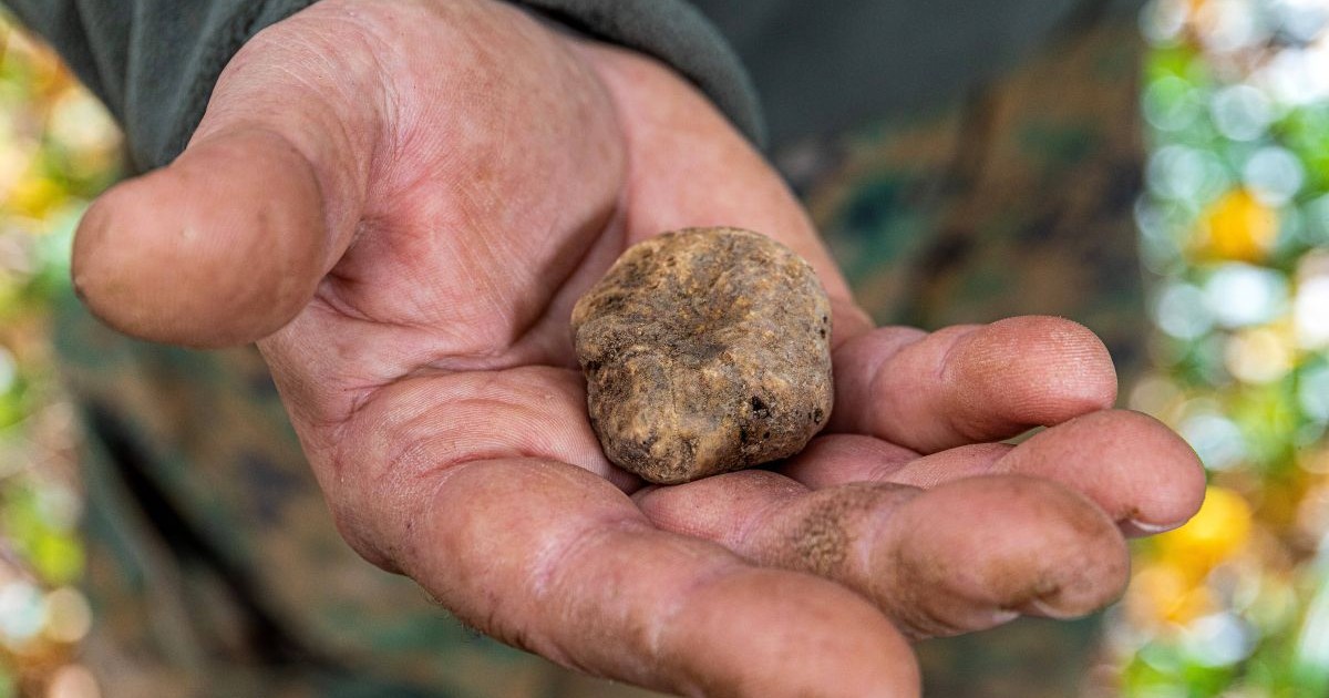 O trufă albă de Istria este ținută în mână de un bărbat, iar pe fundal se observă vegetație de pădure, în blur