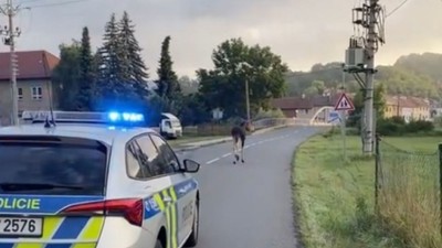 POLITIA CEHA DUPA ELANUL LUKAS