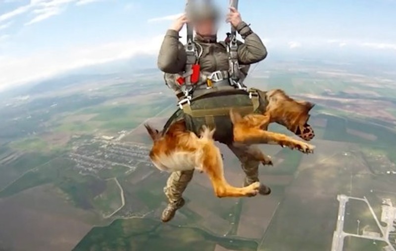 Armata rusă își antrenează câinii să sară cu parașuta. Imagini inedite de la exercițiul militar
