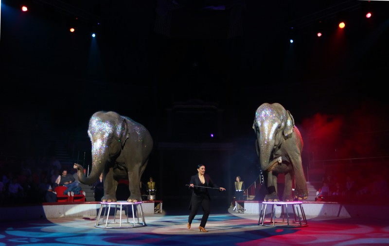 UPDATE Dresura de animale a fost interzisă la Circul Globus; Ce prevede proiectul votat de Consiliul General al Capitalei