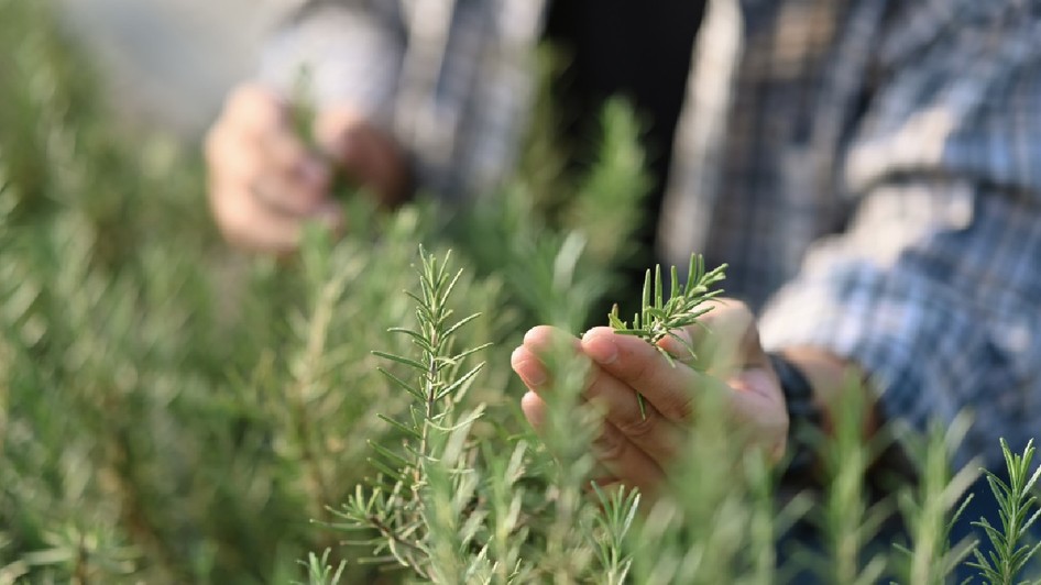 Mâinile unui fermier care verifică calitatea rozmarinului verde într-o seră. 
