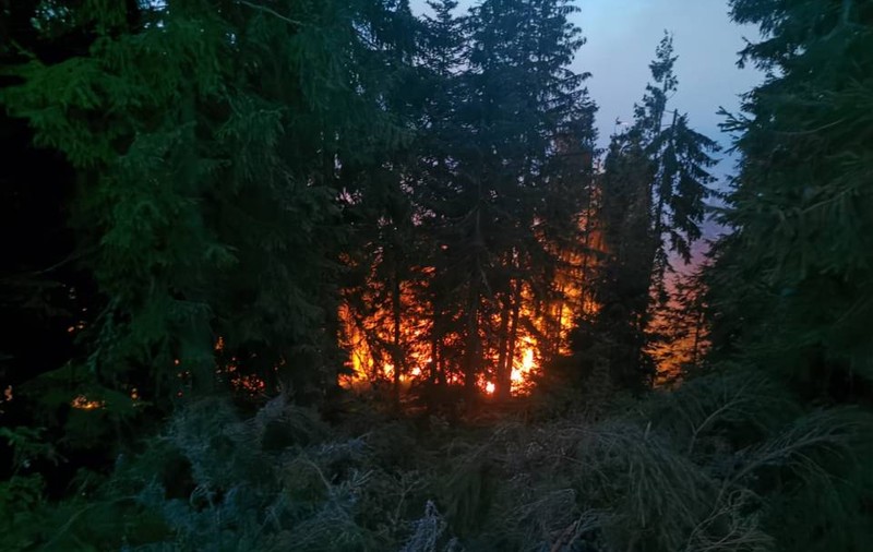 Incendiu puternic într-o pădure de molid din Apuseni. Zeci de pompieri și pădurari încearcă să stingă flăcările