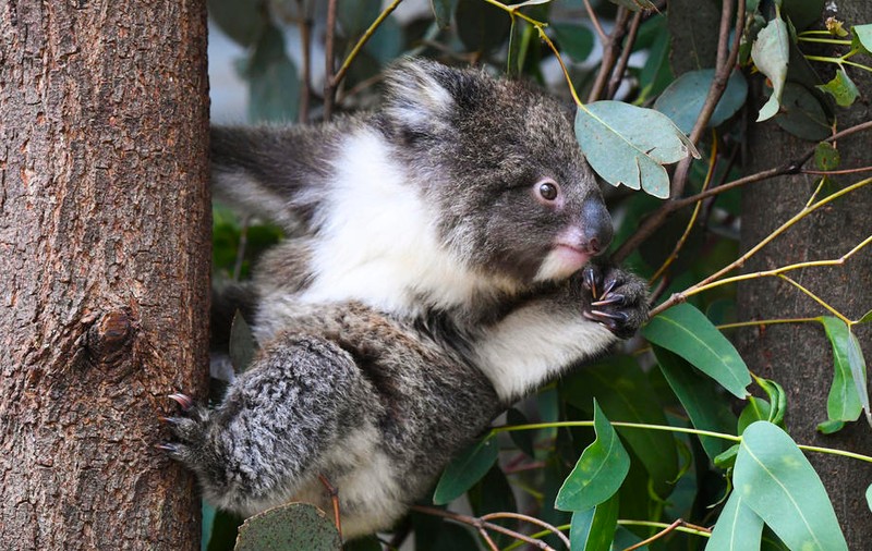Urșii koala, decimați de o bacterie. Experții avertizează că întreaga populație ar putea dispărea