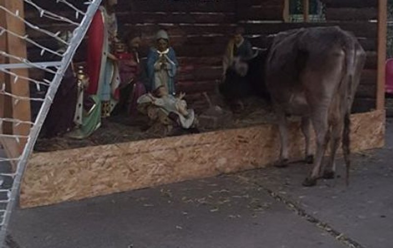 O văcuță din Moreni a mâncat din decorul de Crăciun amenajat în centrul orașului