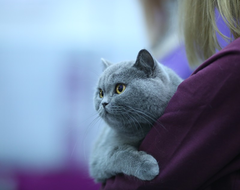 FOTO EXCLUSIV/ Expoziție de feline la Romexpo. Peste 250 de pisici de rasă din toată lumea vor putea fi admirate în acest weekend