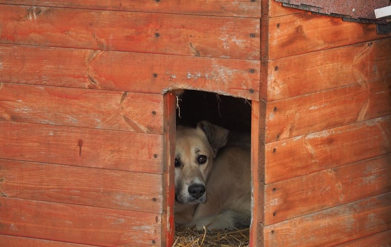 Video | Scene de o cruzime rară în Dâmbovița. Câini maltratați de doi minori