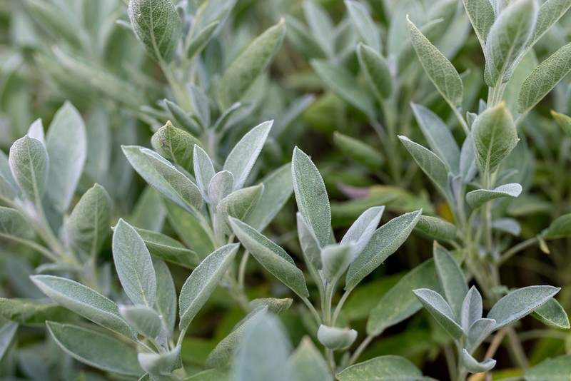 Salvie - Salvia officinalis