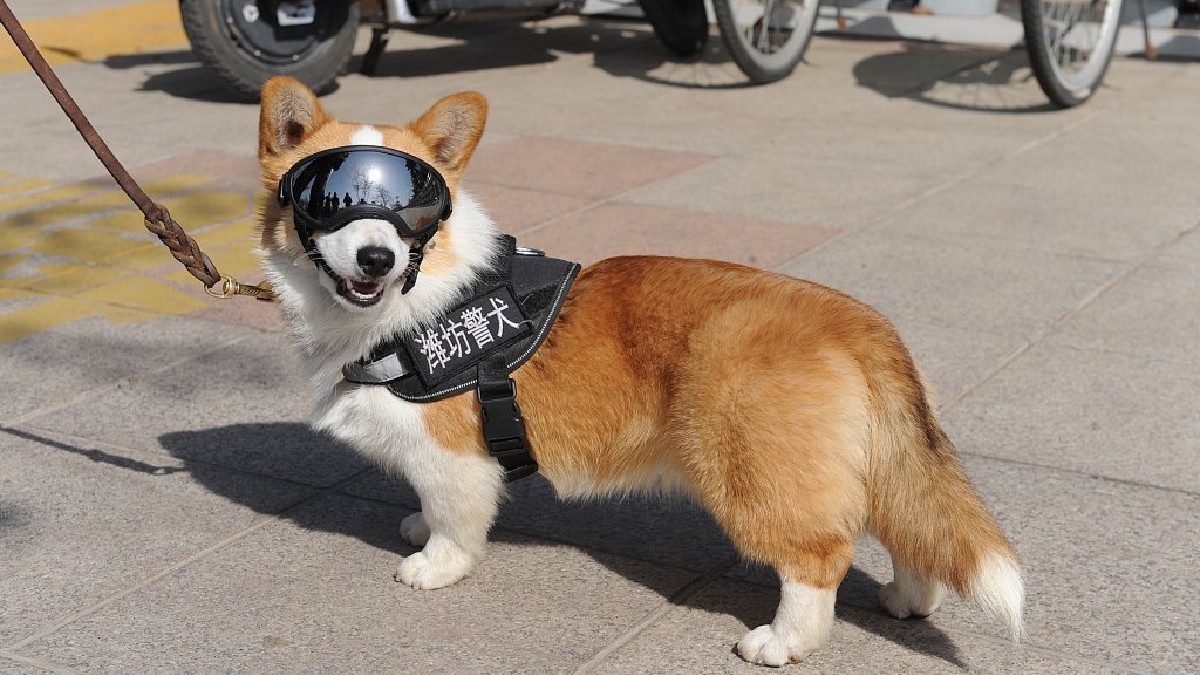 Un câine din rasa Corgi, cu o lesă cu emblema poliției din China și ochelari de poliție se află pe o stradă