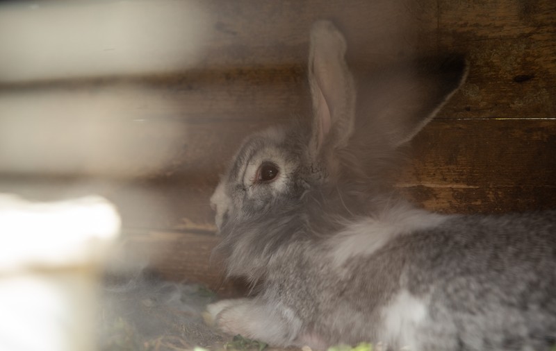 O familie din Dâmbovița crește cinci băieți într-o casă gata să cadă. În pandemie, școală face unul singur, de pe telefonul lu’ mami