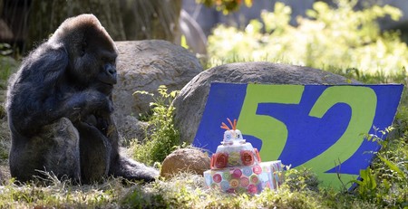 Ozzie, la grădina zoologică din Georgia. Tort aniversar la împlinirea a 52 de ani. Foto: EPA