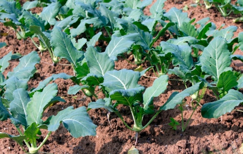 Doi români au descoperit planta "tinereţii veşnice"