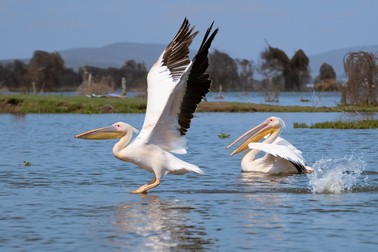 Marele pelican alb din Delta Dunării
