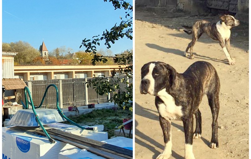 „Ferma de câini” din mijlocul satului. Localnicii reclamă că o vecină crește în curte zeci de animale de luptă. „Când urlă noaptea, zici că suntem în Iad”