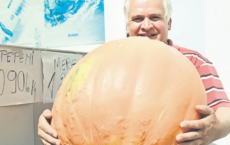 A cules un dovleac de 60 kg