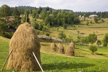 Hay harvest and haystack in the Apuseni Mountains in the western Carpathians, In this remote and isolated moutain area the moutain frames still use traditional mowing by hand with scythe or cutterbar mower to harvest gras for the lifestock in winter. Gras is cut and manually aggregated in traditional haystack where it can dry. The haystack stands until winter, when the hay is brought in by sledge, Scarisoara, Apuseni, Transsilvania, romania,Image: 677876715, License: Rights-managed, Restrictions: , Model Release: no
