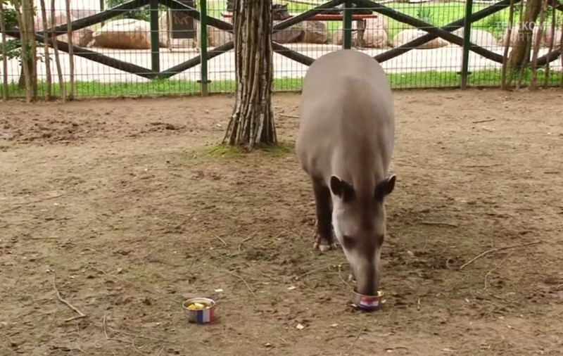 Tapirul Cleopatra a indicat victoria Croației în finala Campionatului Mondial. Animalul a ghicit 75 la sută dintre rezultate | VIDEO