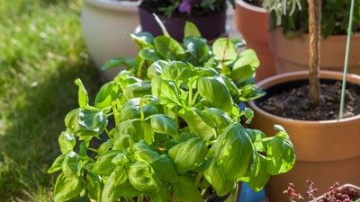 plante antidăunători