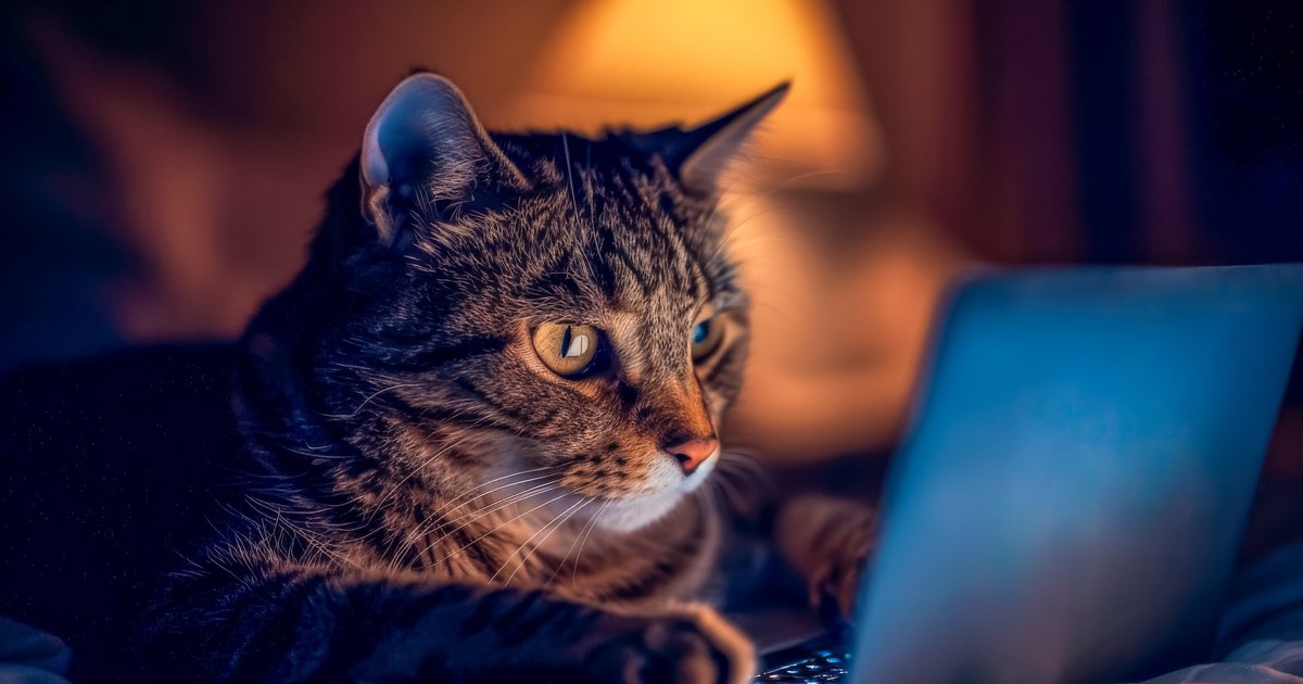 Pisică surprinsă în fața unui laptop.